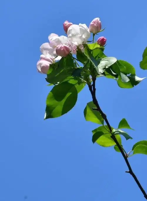 各种鲜花盛开,我的2020年的春天.