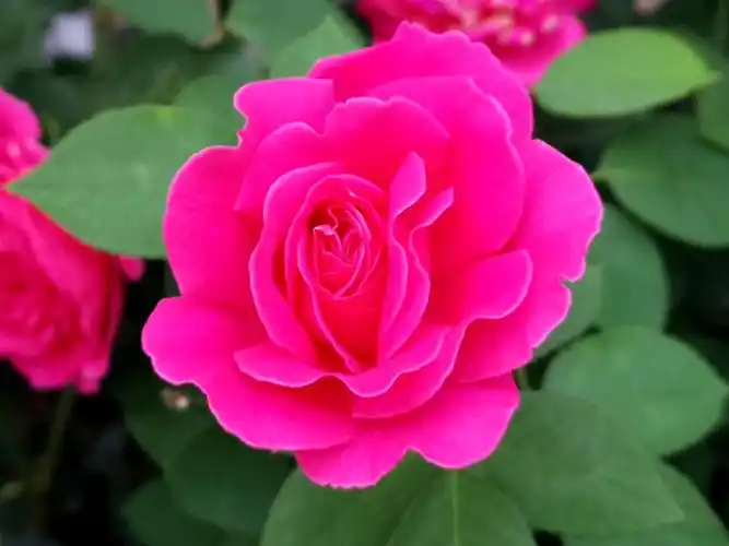 九月的玫瑰正艳时