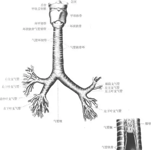 气管和主支气管