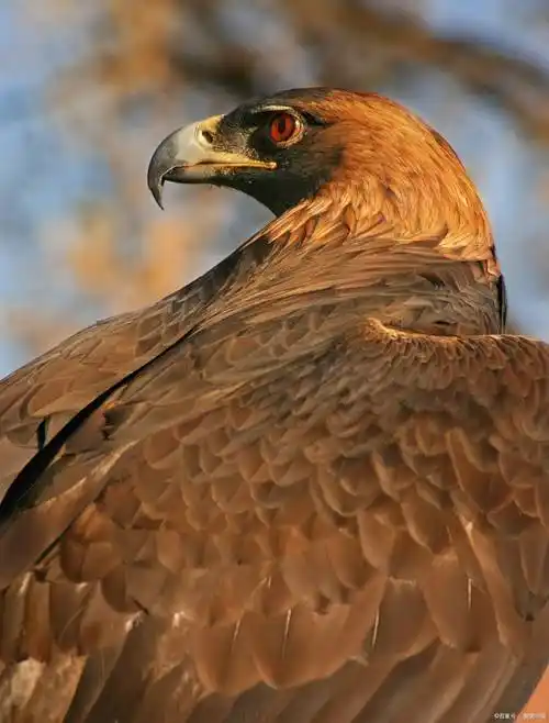 原创国家一级保护动物金雕现身河北邢台为什么它被称为猛禽之王