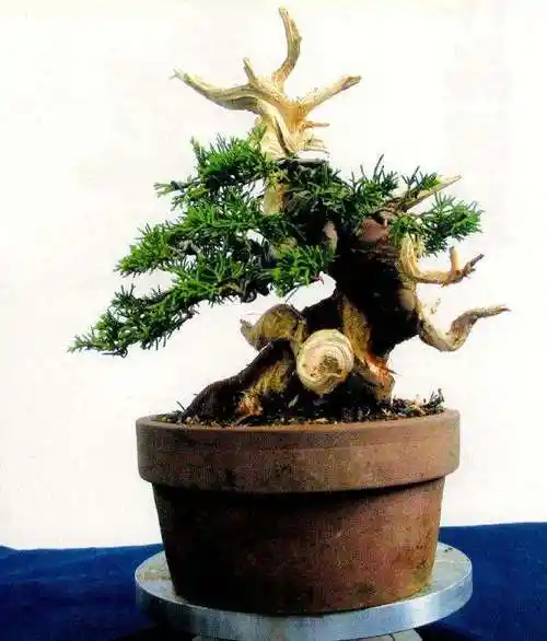 图解 小品真柏盆景怎么制作的14个过程