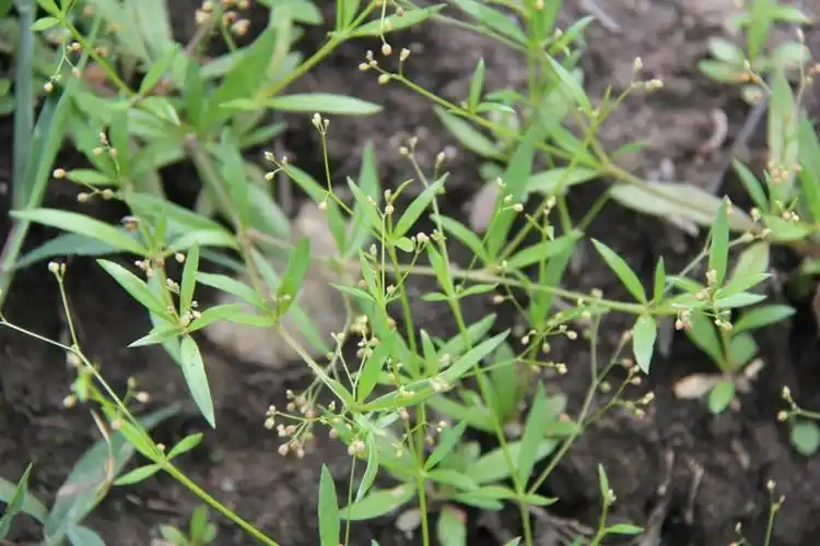 庆元植物477番杏科粟米草属粟米草