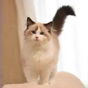 赛级纯种布偶猫幼猫海双蓝双仙女猫幼崽小猫咪活物适合小孩养宠物