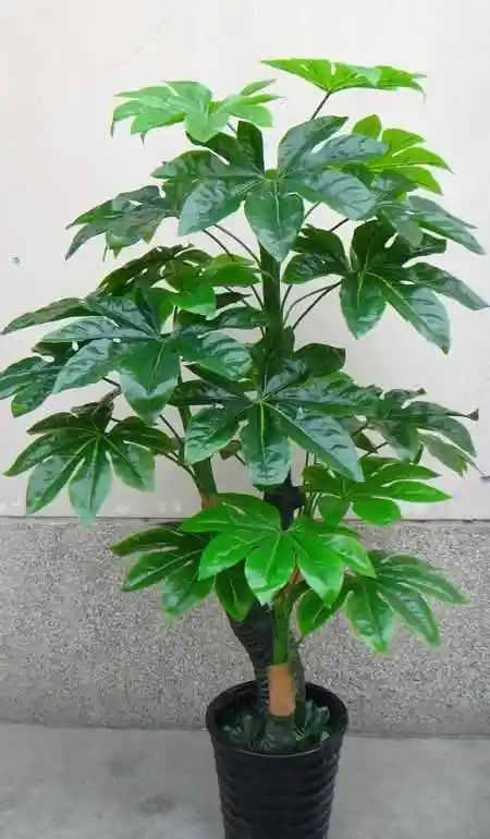 富贵树枝干下垂怎么办:浇水太多,太干脱水