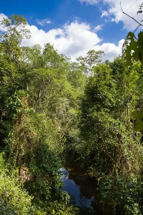 西双版纳野象谷原始森林公园风光