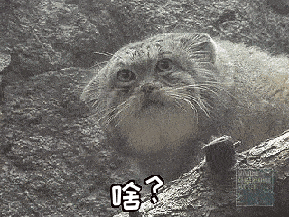 啥惊呆soogifsoogif出品gif动图_动态图_表情包下载_soogif