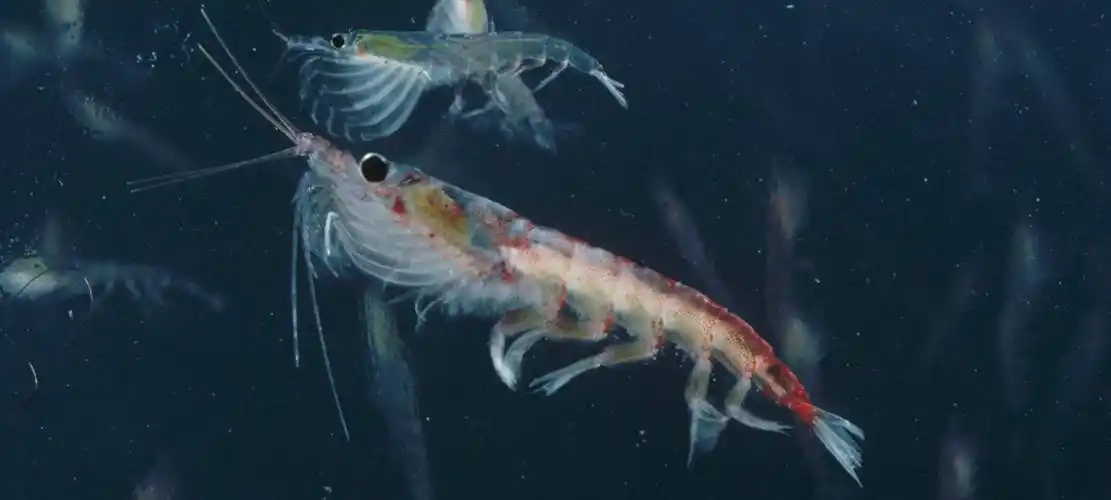 南极磷虾小课堂南极磷虾体型特征