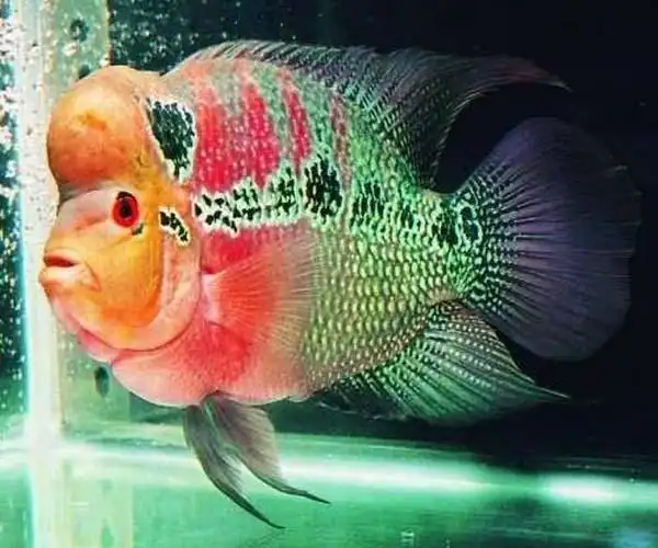 中大型热带鱼观赏鱼鸿运当头罗汉鱼起头活体鱼