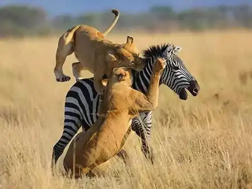 狮子捕食斑马