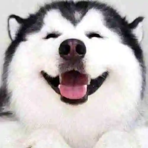 朕是一只哈士奇头像