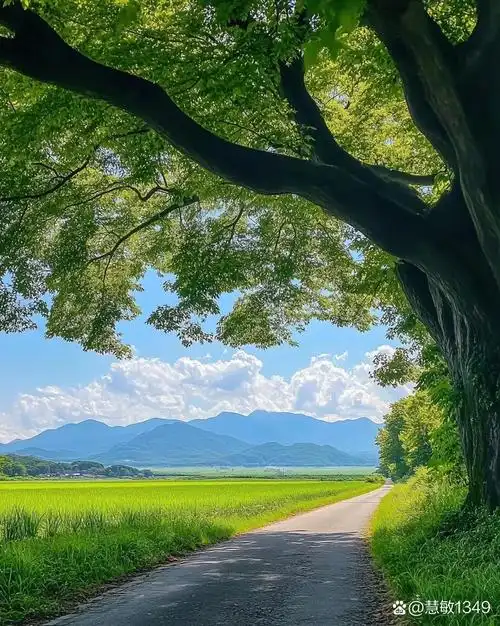 树荫下不仅凉快,还能听到风吹过树叶的沙沙声,特别放松