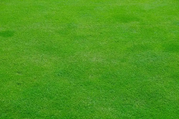 绿色草地背景高清摄影图片素材