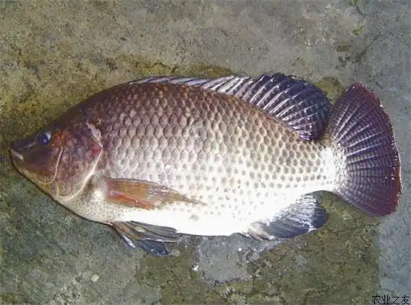 高温季节福寿鱼链球菌的防治建议