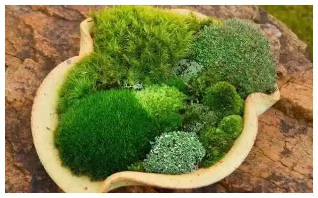 苔藓盆景这么美,我要养几盆!