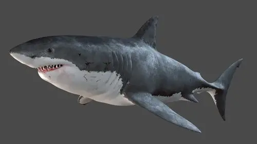 大白鲨的完整解剖3d模型