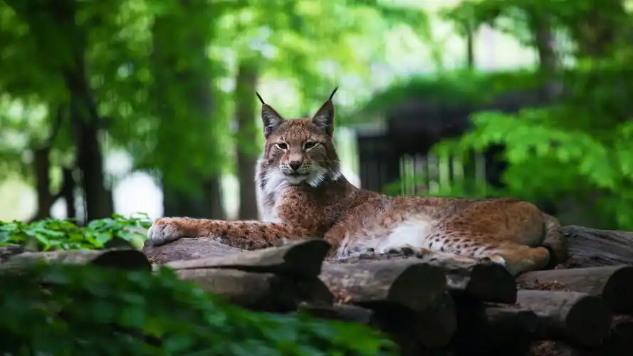 lynx, wild cat, forest, green background 1242x