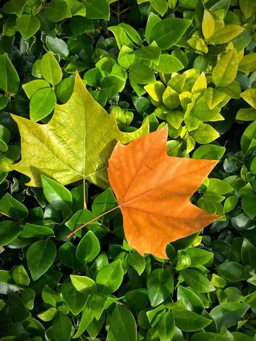 上汽大众秋天的落叶其实也是美的,干枯的黄色陪衬这绿色的绿植也是一