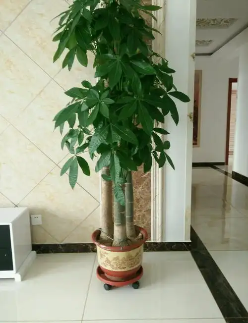 养发财树剪一剪加1料新芽呼呼窜不黄叶长得茂