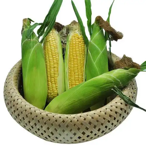 广西横县甜玉米健康绿色水果玉米现摘带叶玉米359斤包邮