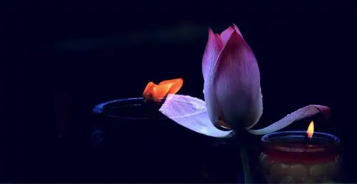 佛缘莲心,心静性悟——圆梦摄