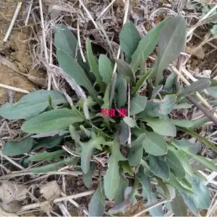 山东新鲜野生苦菜苦丁菜苦麻子苦荬菜500g现挖野菜农家山野味有机