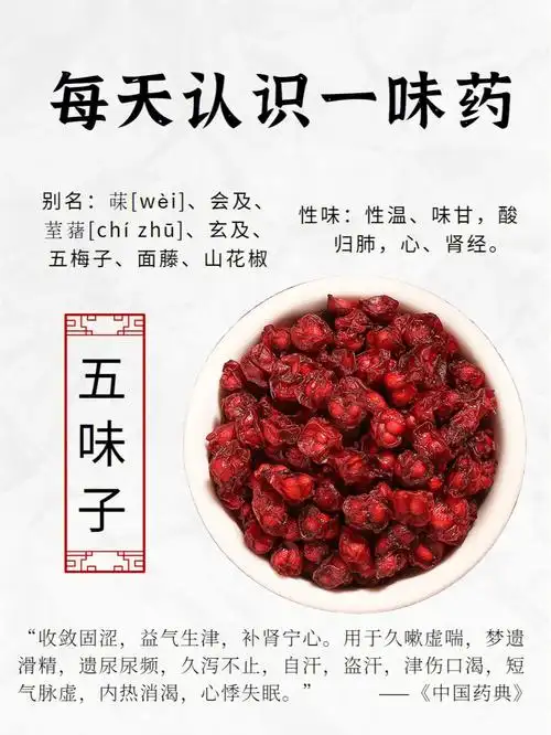 每天认识一味药五味子