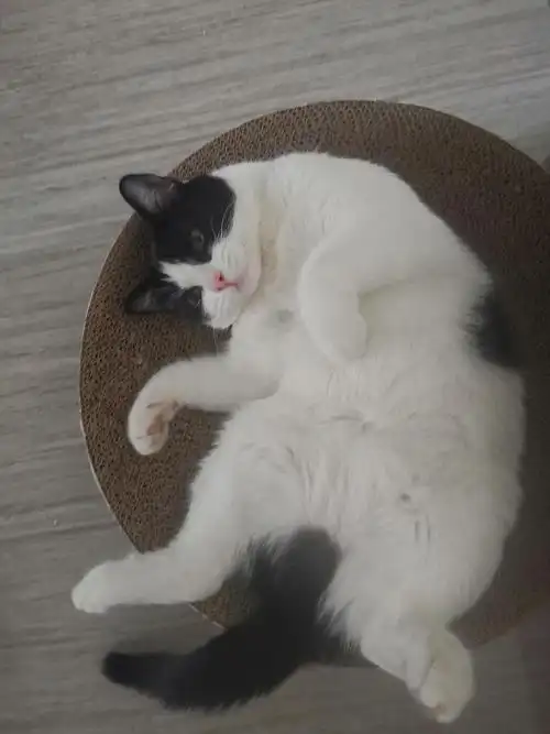 请问猫走两步就瘫在地上正常吗已变猫猫躺姿大赏楼