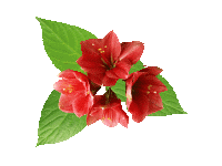 【免抠透明动态花草】〖小装饰物〗 - 在水一方 - 在水一方娱乐博客