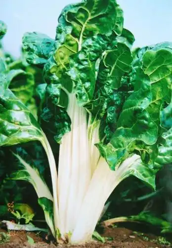 叶用甜菜 叶甜二号(白梗)(种子)