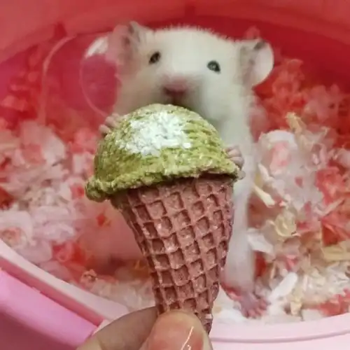 被仓鼠咬了要打狂犬疫苗吗