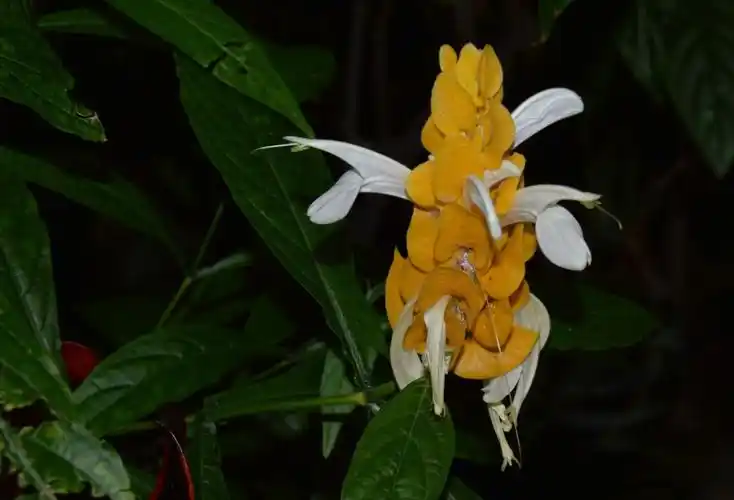 candle   学名:pachystachys lutea别名:金苞花,小虾花,金苞虾衣花黄