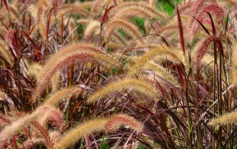 狼尾草图片狼尾草野菜图片
