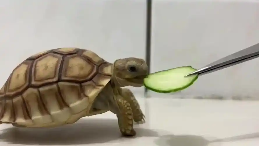 小乌龟吃黄瓜,大口大口的吃,一点都不挑食