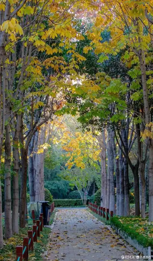 济南花圃公园冬日暖阳下绚烂多彩