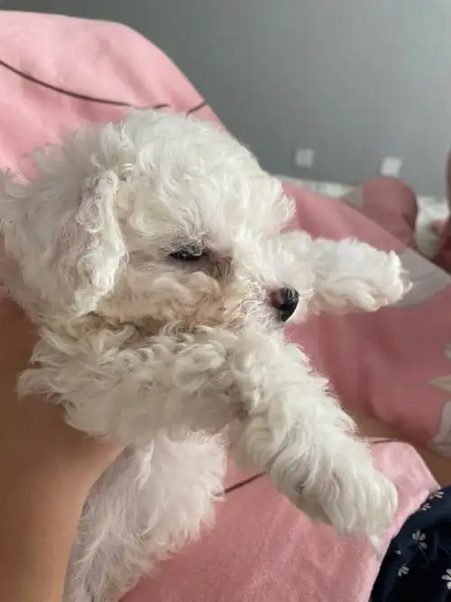 这比熊是不是不纯