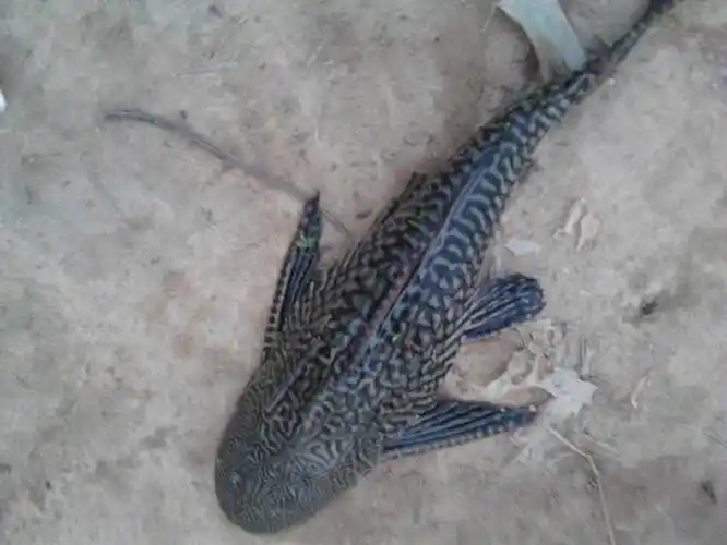 一锅看上去美味的鱼汤,殊不知竟是最脏的"垃圾鱼"