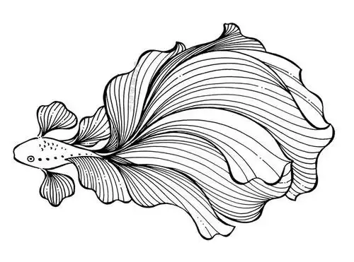 线描斗鱼练习,治愈解压,新手也可以画哦!