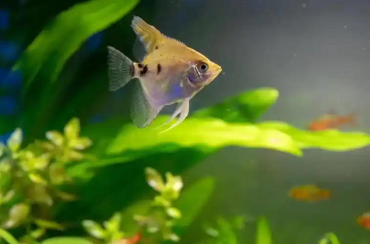 小鱼作文400字3篇