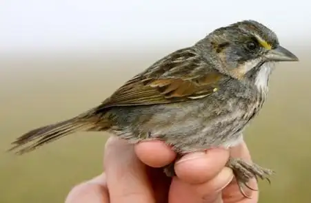study finds seaside sparrows change food sources in response to