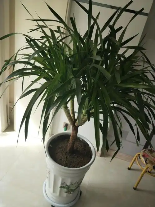 加薪必看有利主管青云直上的办公室风水