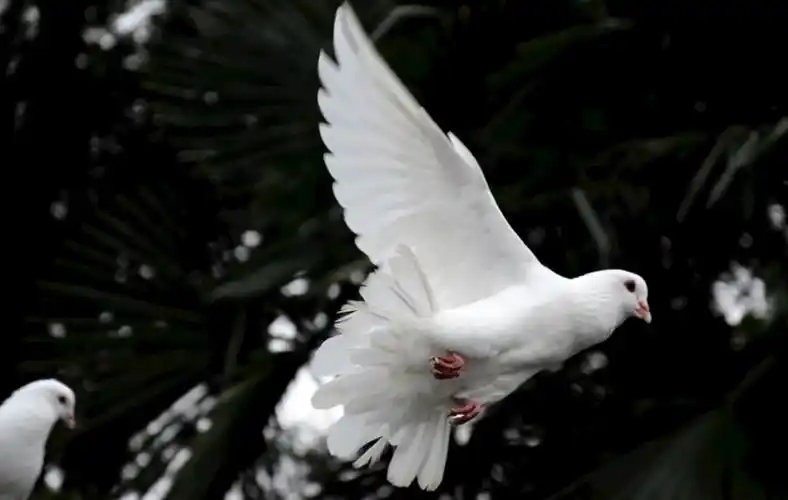 飞在古诗词里的鸽子,十首有关鸽子的诗词,让你了解鸽子的历史