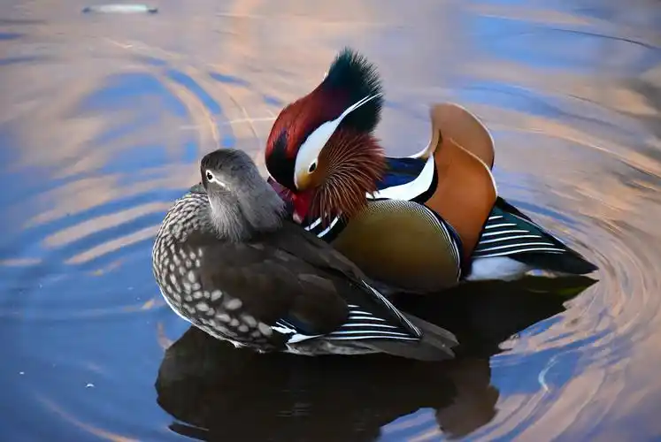 今年在哈尔滨出生的小鸳鸯即将随父母迁徙南方