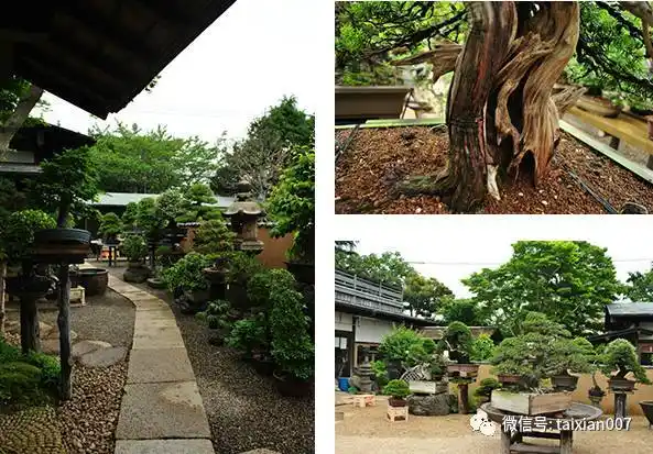 春花园bonsai美术馆