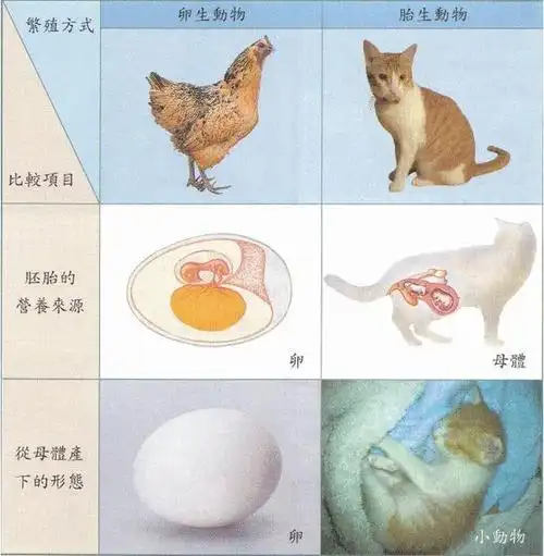 胎生动物与卵生动物相比有个最大的优点是,卵生还要经历一段时间的