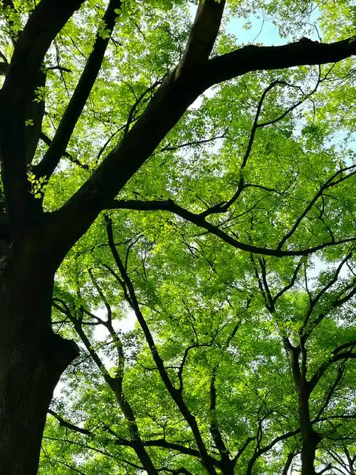 壁纸##头像##背景图