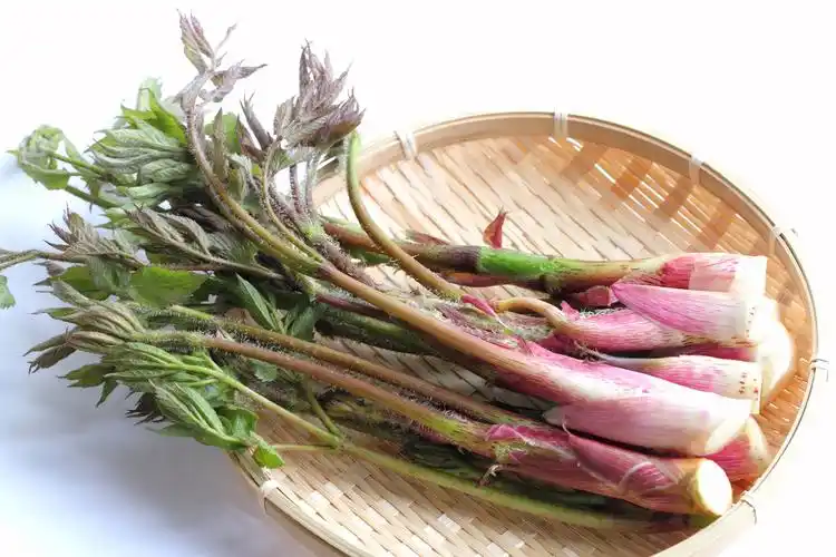 山菜(山菜芽子的功效与作用)