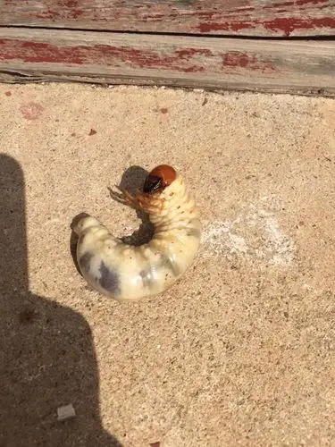 土里挖出来的大肉虫{:girl-tearful-eyes:}