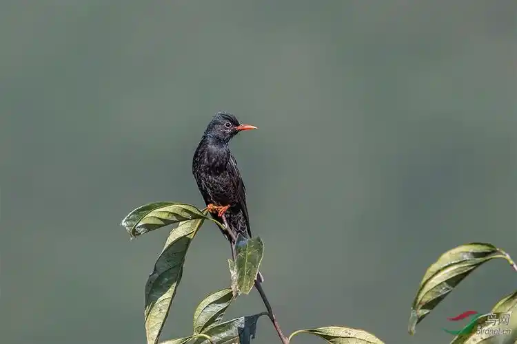 红嘴黑鹎
