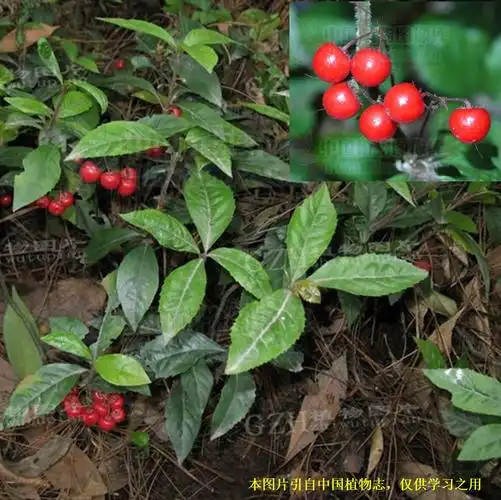 20200102——九节龙(ardisia pusilla a. dc.