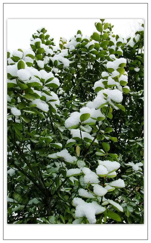 雪落冬青